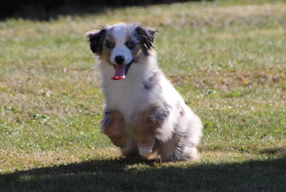 Ivie farms miss pretty daisy ivy