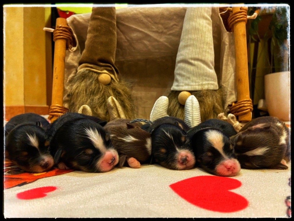 The Kingdom Of The Litlle Stories - Magnifique chiots à réserver 